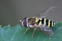 Syrphus vitripennis