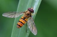 Episyrphus balteatus