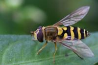 Syrphus vitripennis