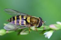Syrphus vitripennis