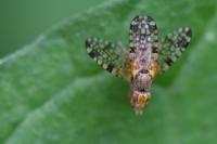 Campiglossa bidentis