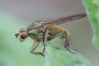 Scathophaga stercoraria