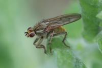 Scathophaga stercoraria