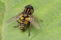 Helophilus pendulus