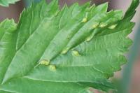 Dasineura ulmaria