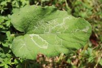 Phytomyza lappae