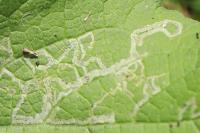 Phytomyza lappae