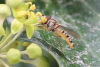 Episyrphus balteatus