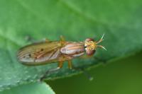 Ilione albiseta