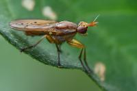 Ilione albiseta