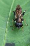 Xylota segnis