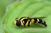 Philhelius pedissequus