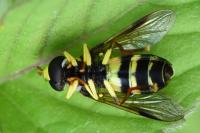 Philhelius pedissequus