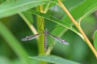 Tipula lateralis