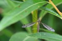 Tipula lateralis