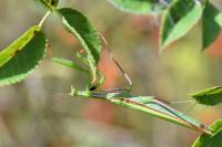 Mantis religiosa