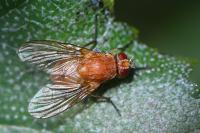 Phaonia pallida