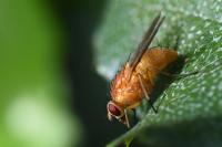 Phaonia pallida