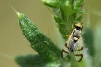 Urophora stylata