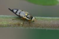 Urophora stylata