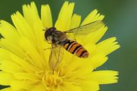 Episyrphus balteatus