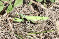 Mantis religiosa