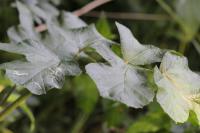 Phytomyza spondylii