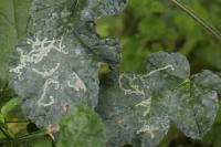 Phytomyza spondylii
