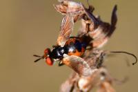 Gymnosoma
