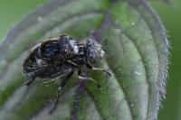Eristalinus sepulchralis