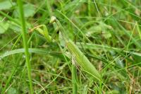 Mantis religiosa