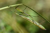 Mantis religiosa