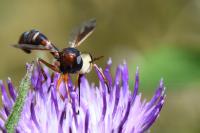 Physocephala vittata