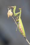 Mantis religiosa