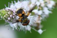 Ectophasia crassipennis
