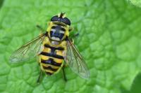 Myathropa florea