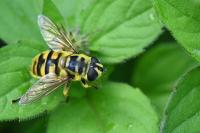 Myathropa florea
