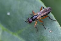 Cordilura albilabris
