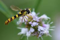 Sphaerophoria scripta