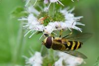 Syrphus vitripennis