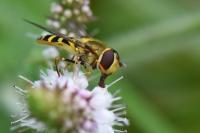 Syrphus vitripennis