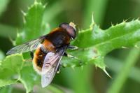 Eristalis intricaria