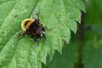 Eristalis intricaria