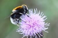 Eristalis intricaria
