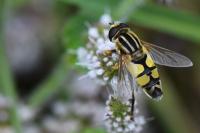 Helophilus trivittatus