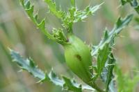 Urophora cardui