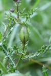 Urophora cardui