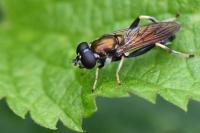 Xylota segnis
