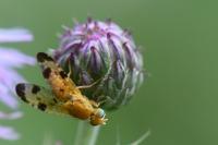 Xyphosia miliaria