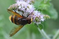 Volucella zonaria
